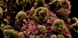 Coronavirus, genoma, pacientes