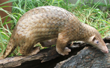 coronavirus, covid-19, genoma, pangolín