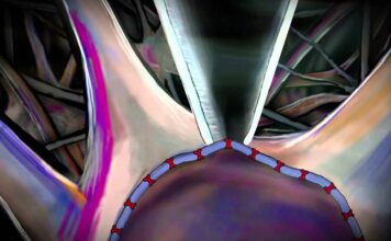 distrofia muscular de Duchenne, fisiología neuronal