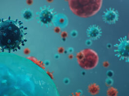 coronavirus, células humanas
