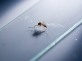 ingeniería genética, vacuna, Malaria