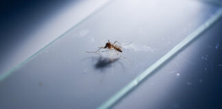 ingeniería genética, vacuna, Malaria