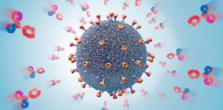 anticuerpos humanos sintéticos, COVID-19