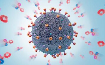 anticuerpos humanos sintéticos, COVID-19