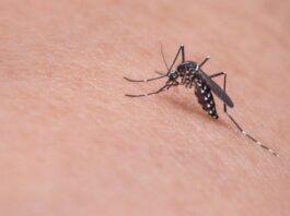 parásito Plasmodium vivax, células hepáticas, Malaria