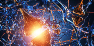 proteína FMRP, síndrome X fragíl