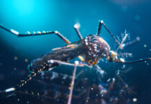 Mapean sistema inmunológico mosquitos, malaria