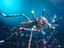 Mapean sistema inmunológico mosquitos, malaria