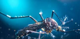 Mapean sistema inmunológico mosquitos, malaria