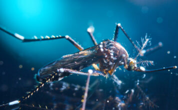 Mapean sistema inmunológico mosquitos, malaria