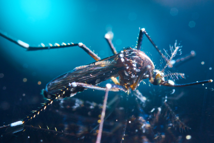 Mapean sistema inmunológico mosquitos, malaria