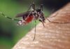 Zika infecta el tejido cerebral