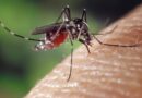 Zika infecta el tejido cerebral