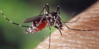 Zika infecta el tejido cerebral
