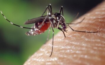 Zika infecta el tejido cerebral