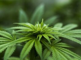 epidiolex cannabidiol, esclerosis tuberosa