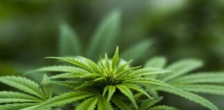 epidiolex cannabidiol, esclerosis tuberosa