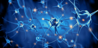 gen SCN1A redujo convulsiones, mejoró comportamiento en ratones Dravet