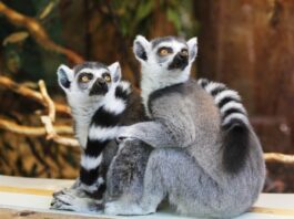 zoológico virtual de distonía