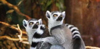 zoológico virtual de distonía