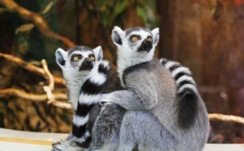 zoológico virtual de distonía