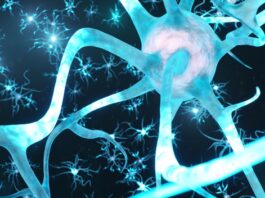 Charcot-Marie-Tooth tipo 1, un inhibidor experimental