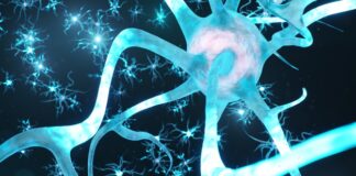 Charcot-Marie-Tooth tipo 1, un inhibidor experimental