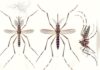 Mosquito de la especie Aedes aegypti, vector de flavivirus