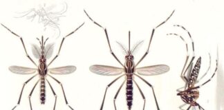 Mosquito de la especie Aedes aegypti, vector de flavivirus