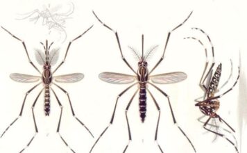 Mosquito de la especie Aedes aegypti, vector de flavivirus