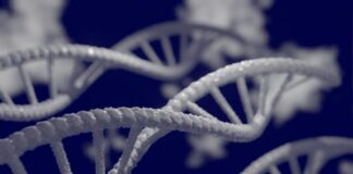 ensayo para terapia génica de fenilcetonuria