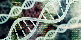 hipertensión arterial pulmonar, gen ABCC8