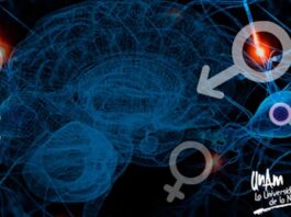 hormonas sexuales, glioblastoma, progesterona