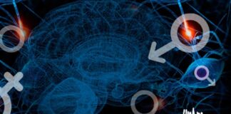 hormonas sexuales, glioblastoma, progesterona