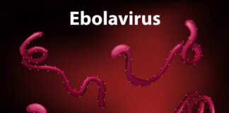 Inmazeb tratamiento, ébola, FDA