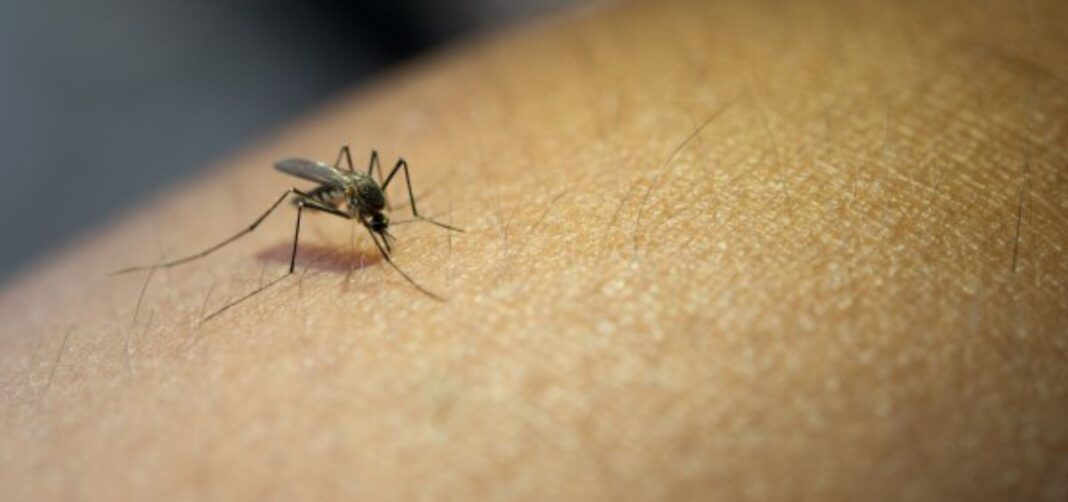 'Mosquito Alert', 18 países europeos, incluyendo España