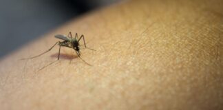 'Mosquito Alert', 18 países europeos, incluyendo España