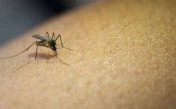 'Mosquito Alert', 18 países europeos, incluyendo España