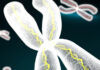 biofarmaceutica Mustang-Bio, fármaco huerfáno MB-207, inmunodeficiencia combinada grave ligada cromosoma X