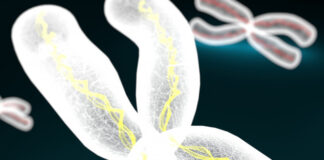 biofarmaceutica Mustang-Bio, fármaco huerfáno MB-207, inmunodeficiencia combinada grave ligada cromosoma X