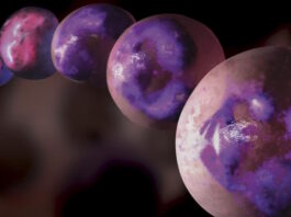 fármaco BCX9930, hemoglobinuria paroxística nocturna