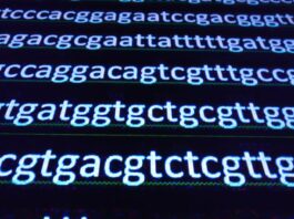gen ATXN2 , enfermedades neurodegenerativas raras