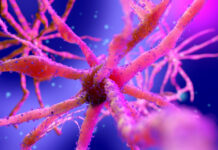 gen, síndrome de Rett, desarrollo neuronal masculino