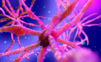 gen, síndrome de Rett, desarrollo neuronal masculino