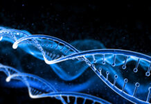 nuevos genes afiliados a la enfermedad de Charcot Marie Tooth