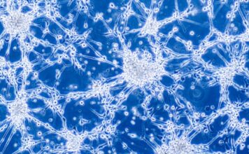 inmunocitocinas ser una forma de combatir el glioblastoma