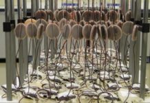 terapia experimental células T con CAR, linfoma de células del manto, aprobación de la UE