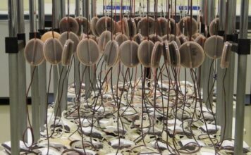 terapia experimental células T con CAR, linfoma de células del manto, aprobación de la UE