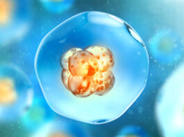 CRISPR, modificación genética embriones humanos, fines terapéuticos