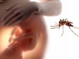 alteraciones moleculares, virus Zika, cerebro bebé gestación